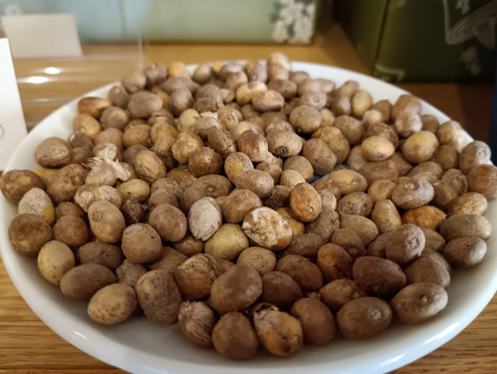 原料となるハゼの実