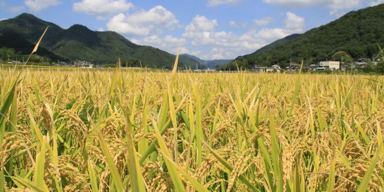 【#すいくり】なぜ今? 三田の学校給食で親しまれた米「どんとこい」が姿を消す理由