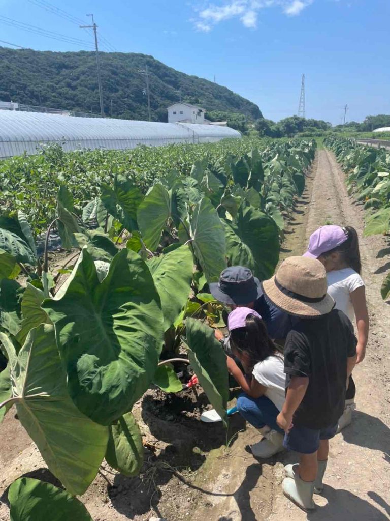 子供たちとの作業の様子　（提供：株式会社おかもと農園）
