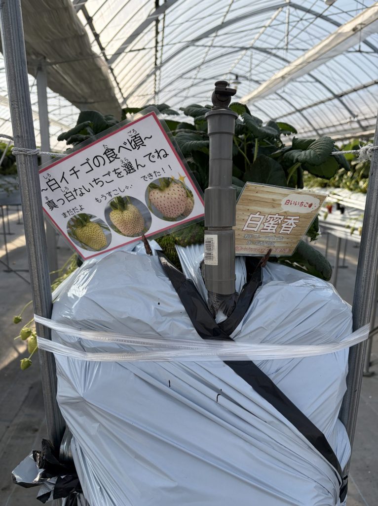 珍しく、人気のある「白蜜花」