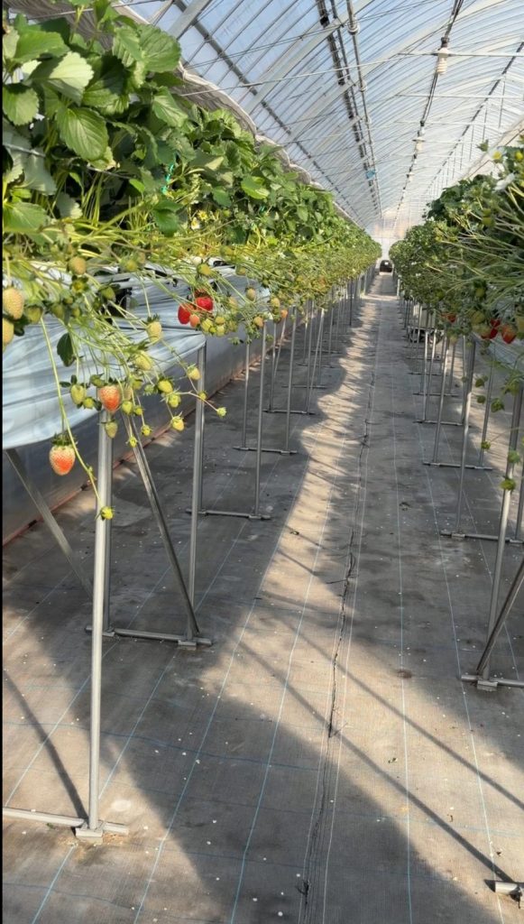 ハウスの中の様子