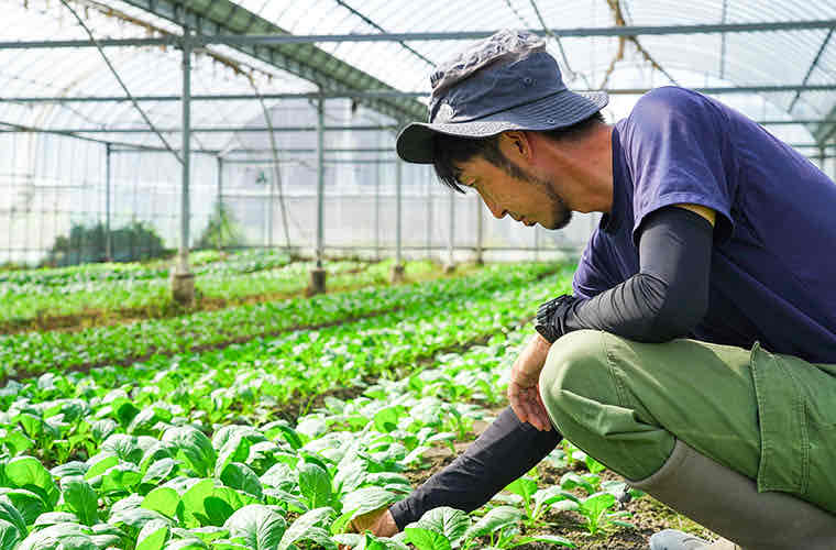 農作業を行う岡本さん　（提供：株式会社おかもと農園）