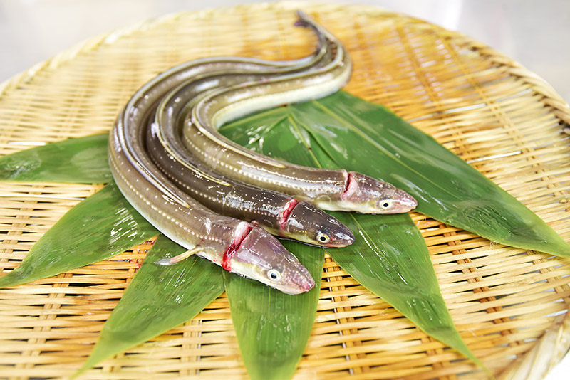 韓国のアナゴは漁獲量が多い