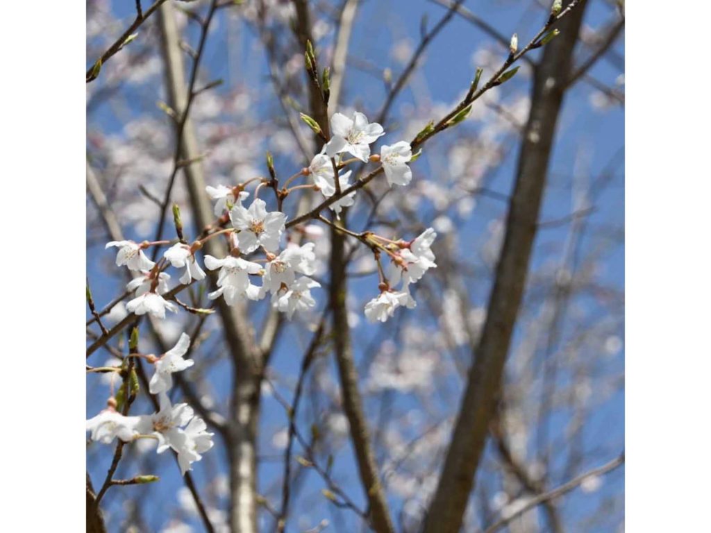 宇宙を旅した「宇宙桜」は、毎年美しい花を咲かせている（画像提供：相生市）