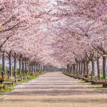 小野市 桜の名所 花見シーズンに交通規制