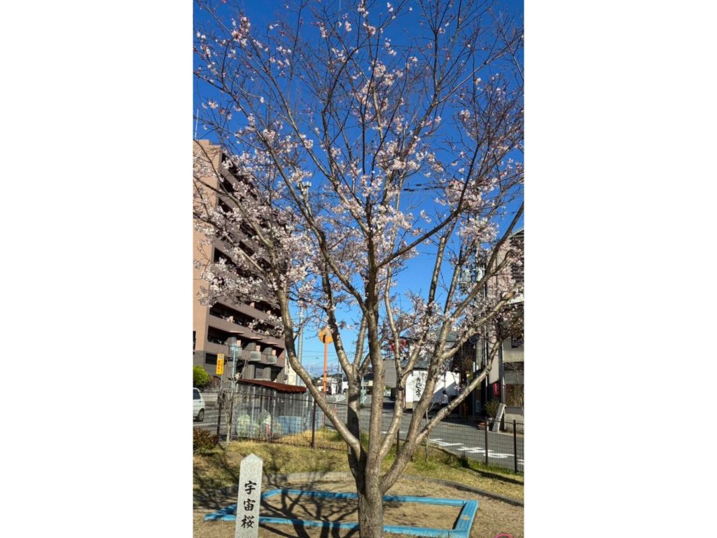 JR相生駅前の公園に植樹された「宇宙桜 」（画像提供：相生市