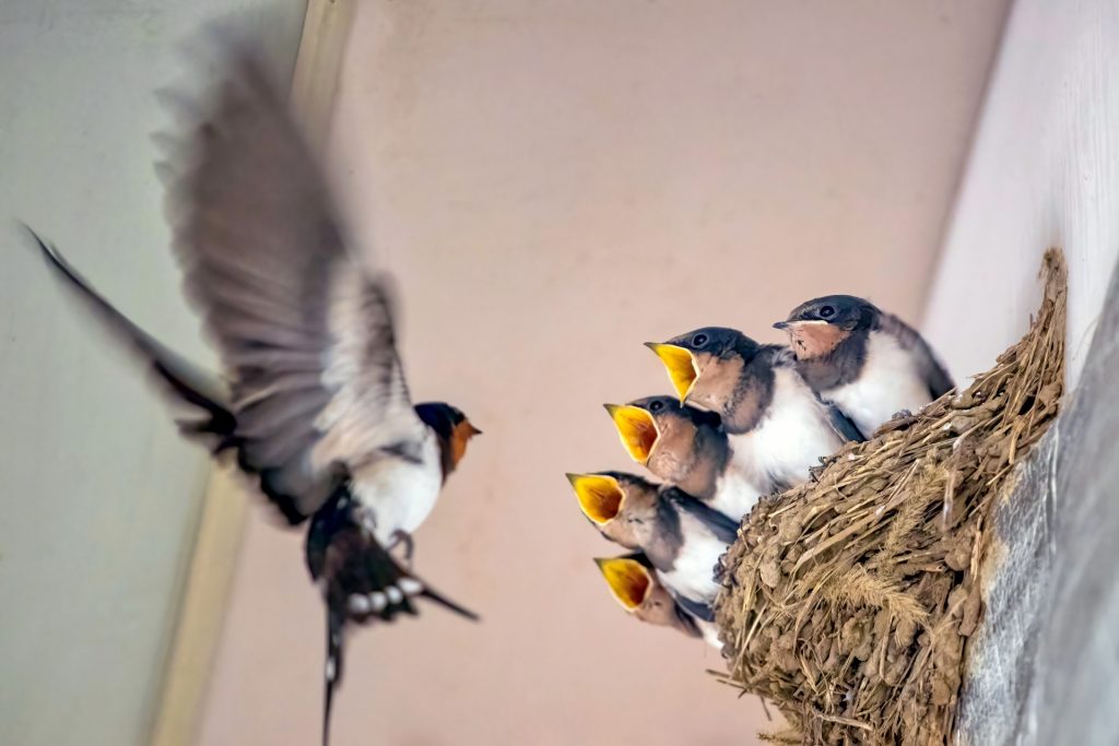 ツバメ　イメージ