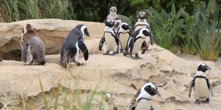 神戸どうぶつ王国、ケープペンギン約50羽の展示場を刷新「かわいいだけじゃない姿を」　4・24から