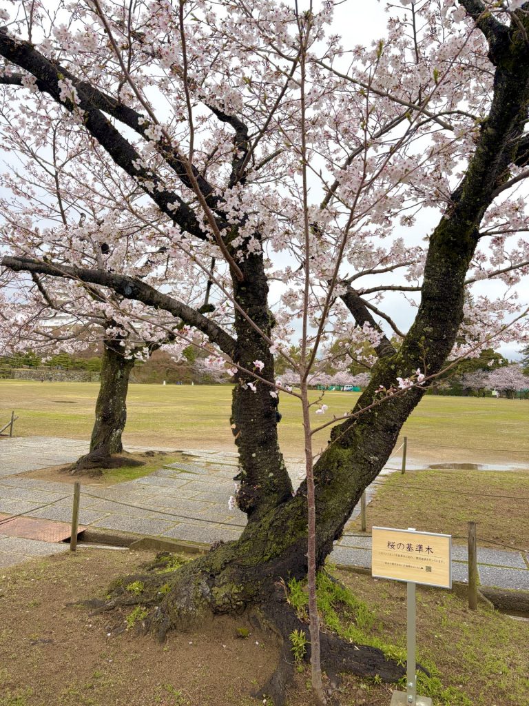 三の丸広場にある、基準木