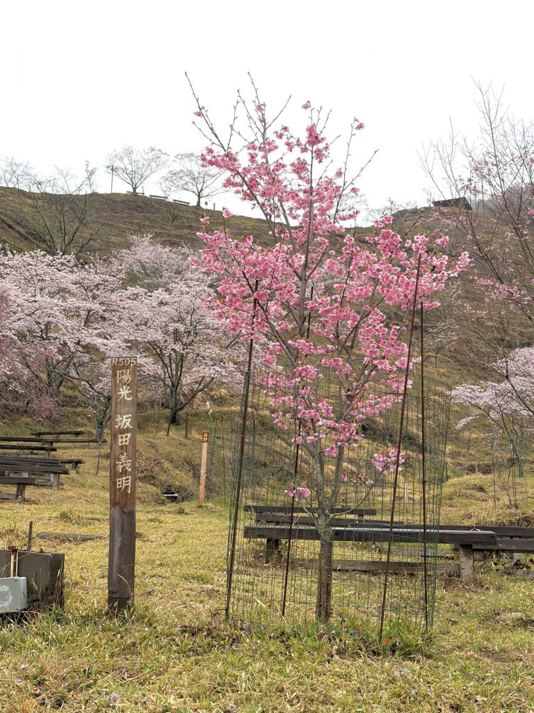 坂田さんの育てた桜の木