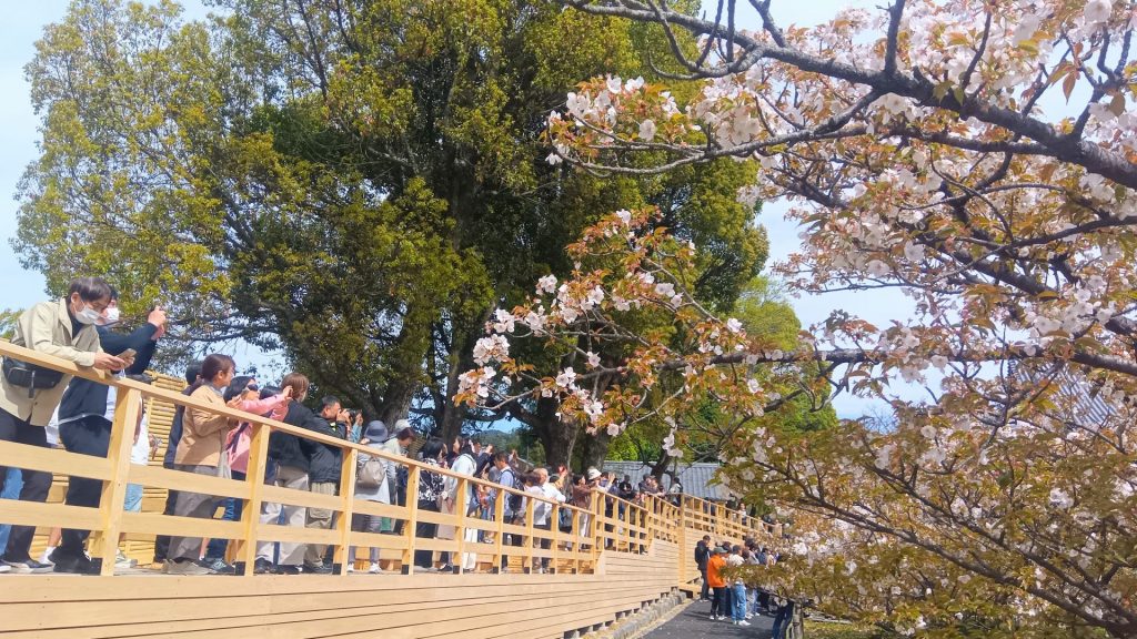 桜の時期に特別に設営される撮影台