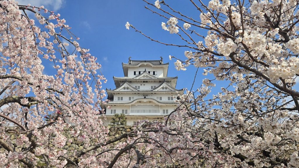 姫路城と桜　提供：姫路城管理事務所