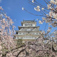 姫路城と桜　提供：姫路城管理事務所