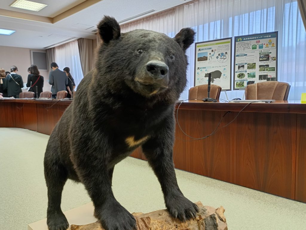 2009年に香美町で捕獲されたクマのはく製