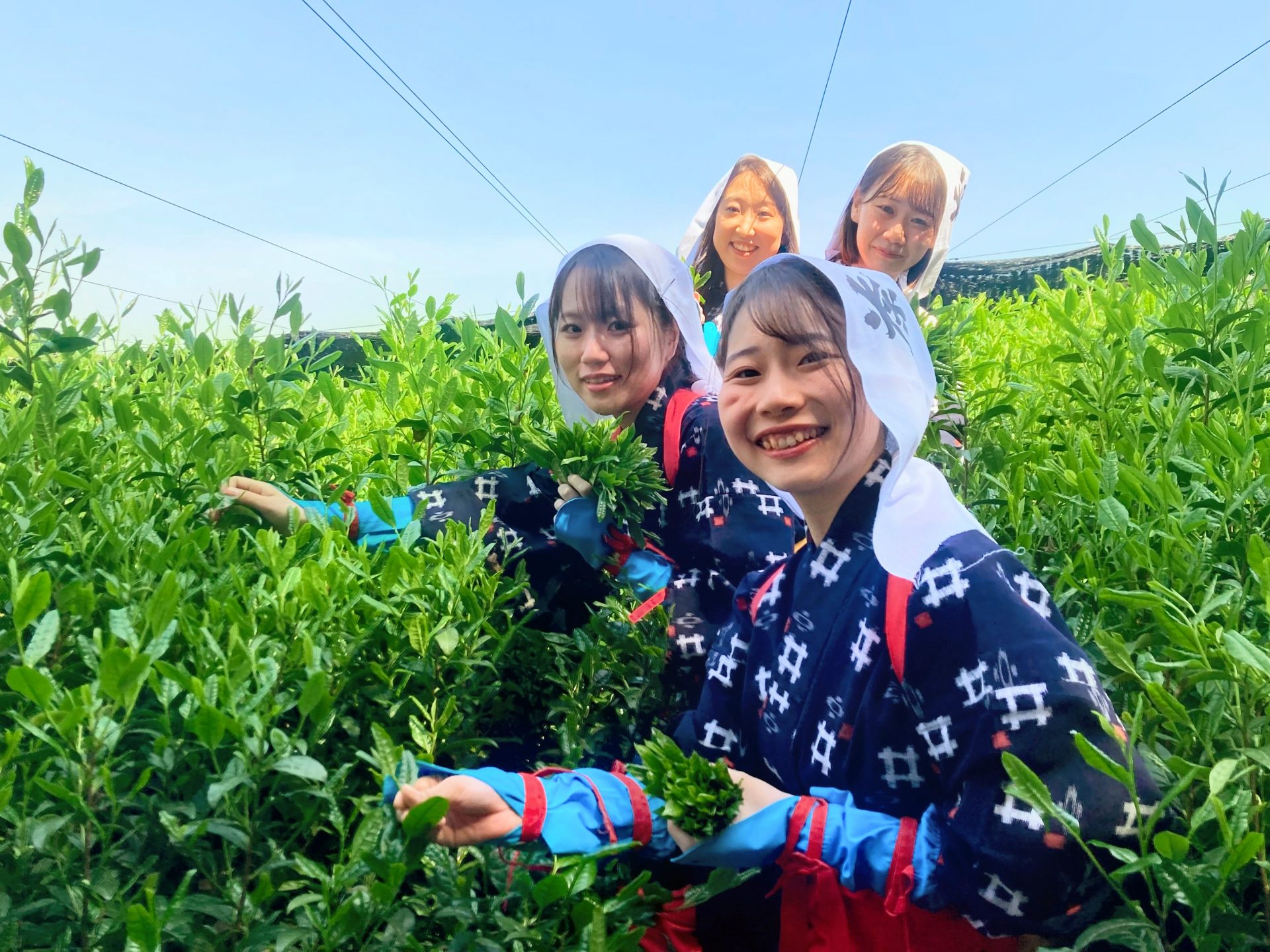 宇治新茶、季節到来「夏も近づく、八十八夜」味、香り良し！一方、中東