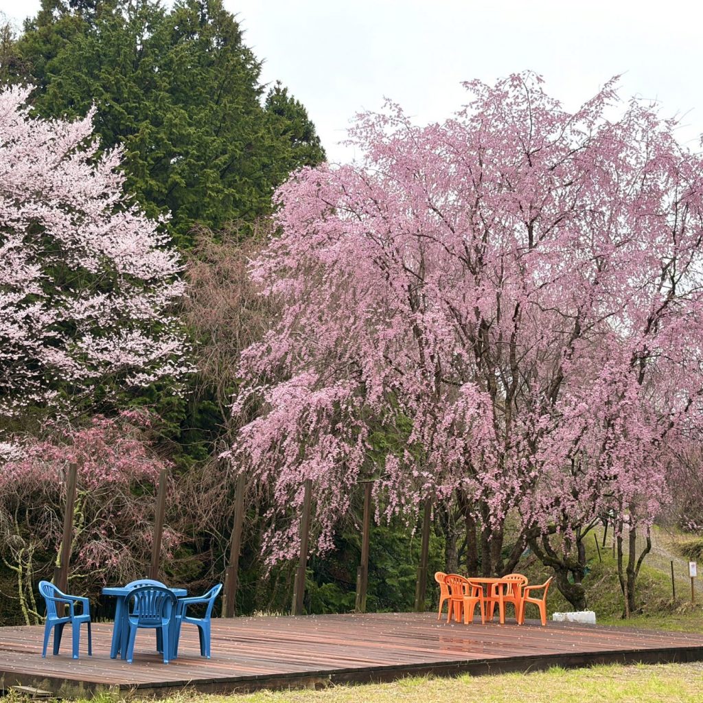 八重紅枝垂の咲く、「かみかわ 桜の山 桜華園」