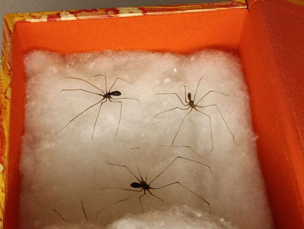 クモ