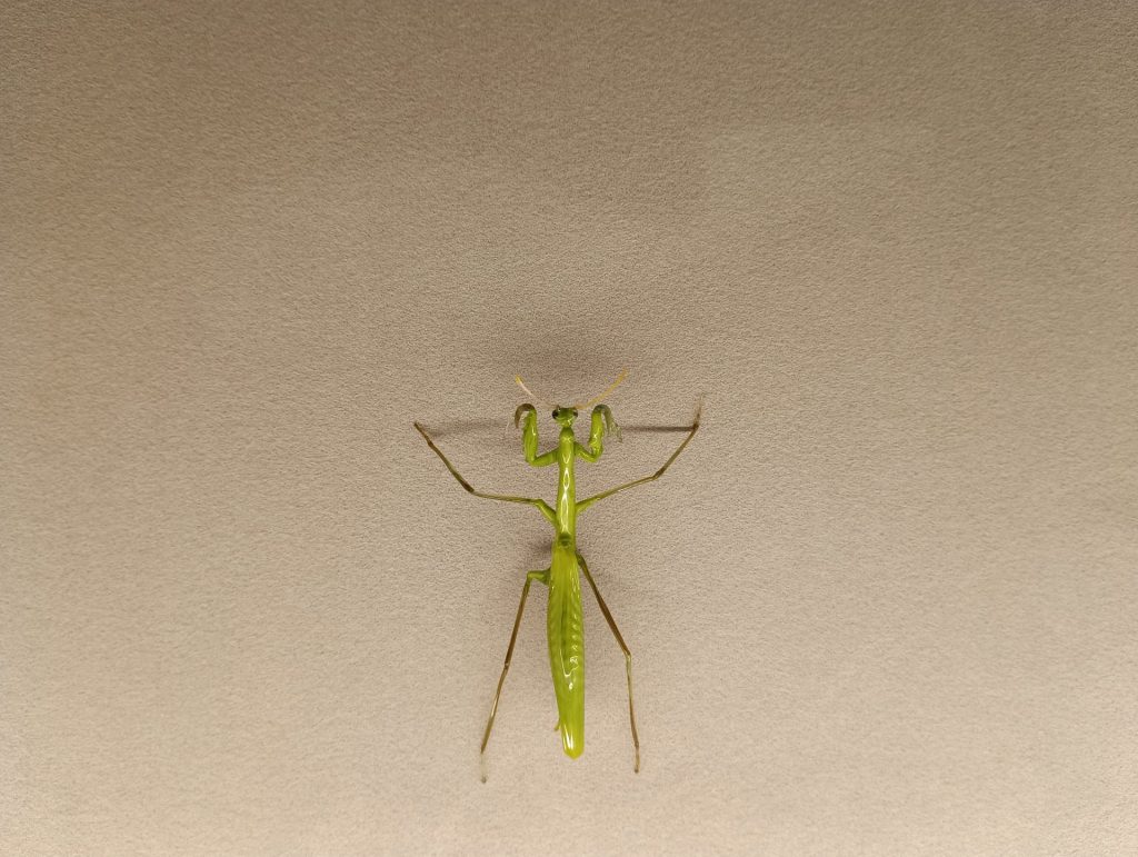 カマキリ