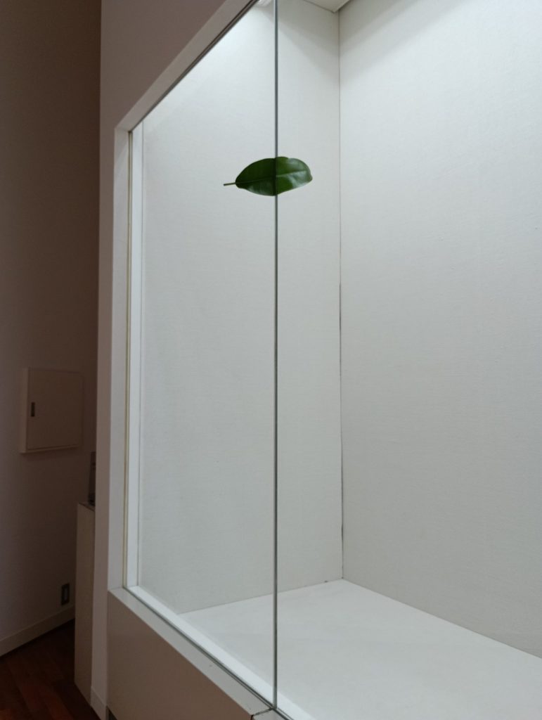 植松奎二『Between glass and glass -Leaf』2021年 ゴムの木の葉*インスタレーション 2021年度寄贈 芦屋市立美術博物館蔵