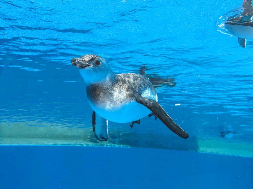 プールデビューしたマゼランペンギンのヒナ　（7月16日撮影）　画像提供：神戸須磨シーワールド