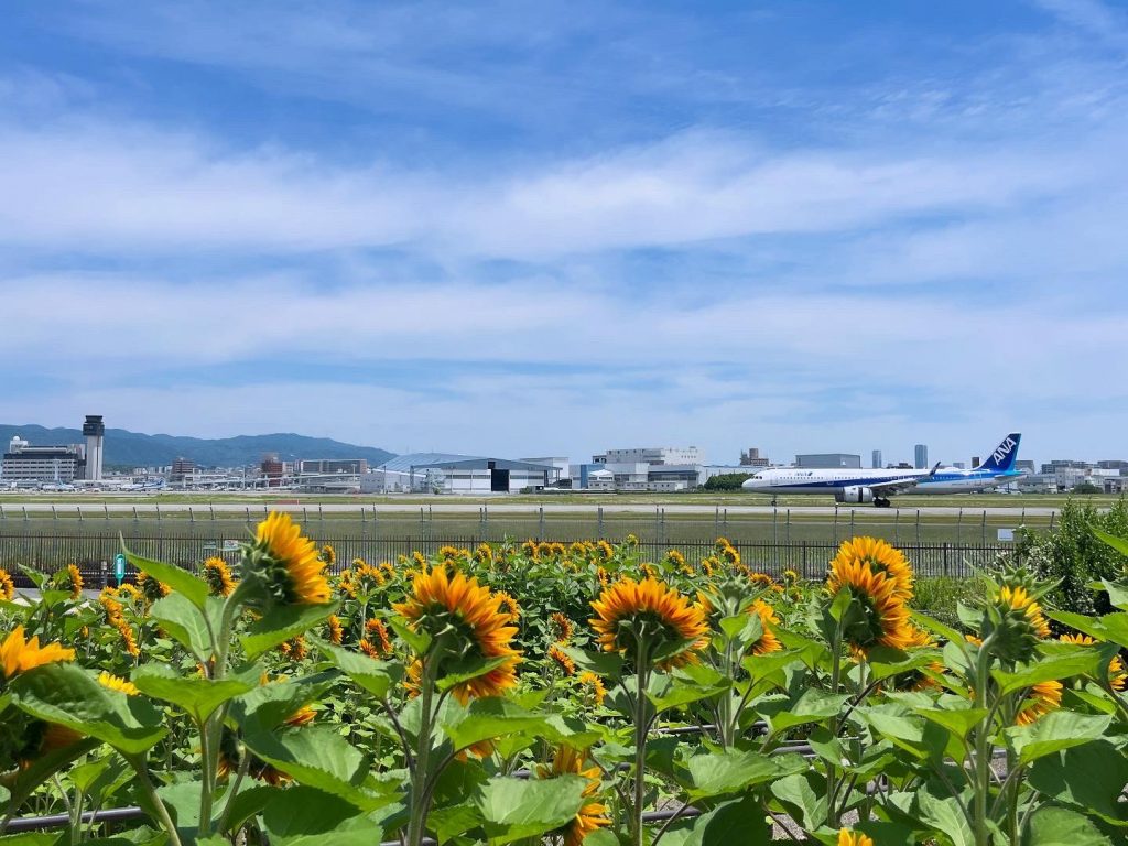 大阪国際空港（伊丹空港）とヒマワリ（画像提供：阪神北県民局）