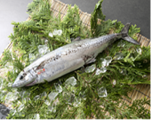 姫路市のブランド魚「華姫さわら」新鮮で、漁港近くでは刺身でも提供されている（画像提供：中播磨県民センター）