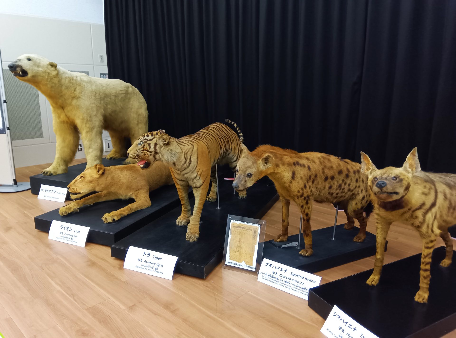 空っぽの檻」が伝える戦争 天王寺動物園で企画展 殺処分された動物たち