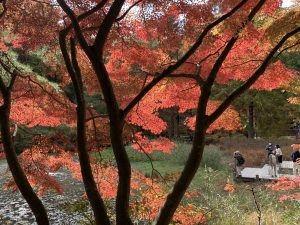 秋本番 神戸市立森林植物園で もみじ を愉しもう サンデー神戸