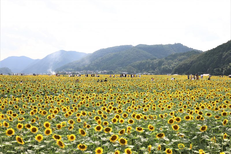 南光ひまわり畑へ 夏休み報告 三上公也の朝は恋人 ラジオ関西 Jocr 558khz